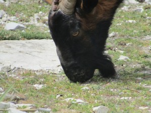 IMG_5842 (Medium)